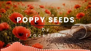 Poppy Seeds by TrackTribe 4K | Audio Visualizer | Free Music