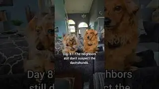 Inflatable. Shirtless. No pool! 🤣 #dogshorts #dachshund #funnydogs #humor #neighborhood #security