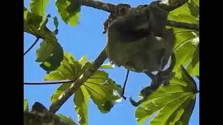 Rare video of a sloth giving birth on a tree.