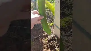 N&atilde;o plante Pitaya desse jeito.