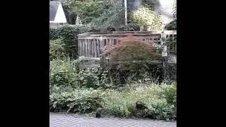 Black squirrel with brown tail and white tip. July 2022