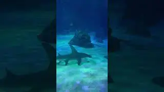 📍Georgia Aquarium is the Largest in the US #georgiaaquarium #visitatlanta #atlantaaquarium