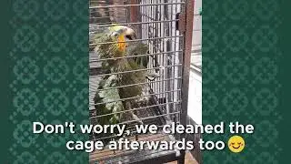 Amazon Parrot Laughs Like a Horse During Bath Time! 💦