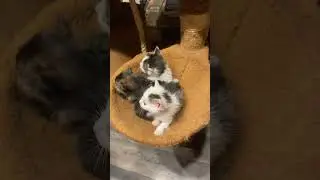 Foster Kitties #kitten #animals #foster #farmstead #cat #catlover #kitty