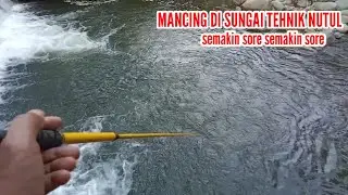 Mancing Ikan Tehnik Nutul Di Sungai Besar Semakin Sore Semakin Gacor 