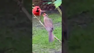 Cardinal Ruby & Honey #cardinalbird #birdwatching #birdspotting #birdenthusiast #backyardbirds