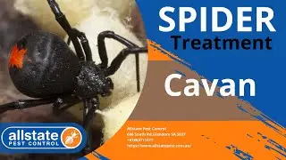 Spider Control Cavan