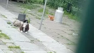katten buitenhok