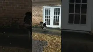 Turkeys in Mauldin SC