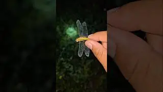 #dragonfly #insects #catching#shortsfeed