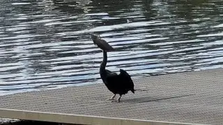 Bird catches a fish at the lake #bird #birds #fishing #fish #fishingvideo #theponds #australia 