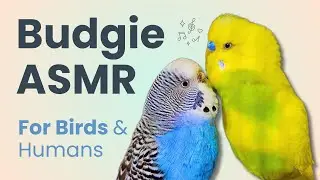 Two Budgies Talking and Singing | Relaxing Bird ASMR