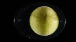 Suzanne Jarvie - Caterpillar