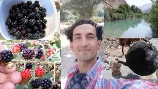 Picking blackberry in beautiful nature in village | birdsonds, nature tour, near our country life