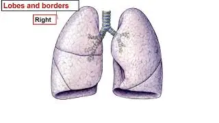 - Surface anatomy - pleura- lung