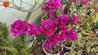 Aaj ka Topic Boganvila flowers plant par hai to video ko pura dekhiye ga aur like share and subscrib