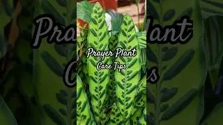 Keep your prayer plants looking perfect with these care tips! 🌿 #prayerplant #plantcare #shorts
