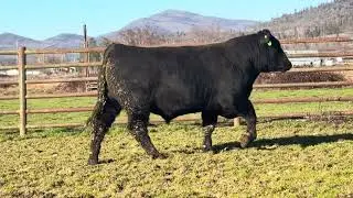 Lot 67 - Klamath Falls Bull Sale (sells 2/07 CCI)