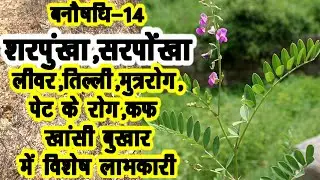 Vanoshadhi-14 शरपुन्खा ..Spleen-liver के विशेष लाभकारी ||प्लिहा रोगों का शत्रू कहते है शरपुन्खा को||