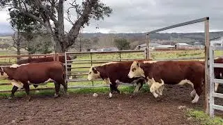 57 EU ACCREDITED POLL HEREFORD FEEDER STEERS A/C BR & SM ANDERSON