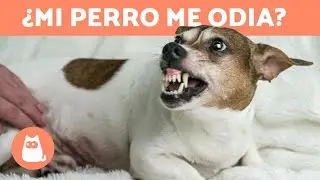5 SEÑALES de que tu PERRO te ODIA 🐶⚠️