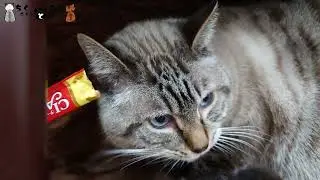 たまにはちゅ～るの様子を。