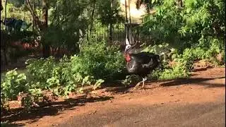 Male and female Turkey bird - video 16.10.2021-  M.A.Aleem Neurologist #Trichy #Tamilnadu #India