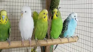 11 hour Good Morning Budgies 🐦 | Cheerful Parakeet Sounds with Sunrise Vibes