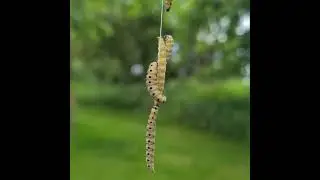 Small Ermine Moth caterpillars and their web
