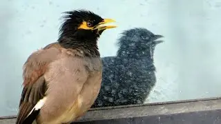 Myna Talking with it's Own Image | Crazy Nature