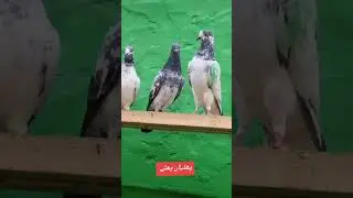 #15 aadat pattiyan aur patte#show Karen#Sandhu pigeon club#