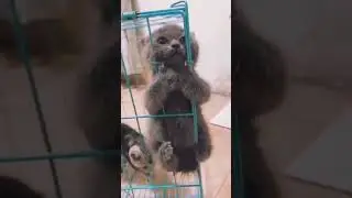 #cat#pet#comedy#cute#love#shorts#fauny#petsofyoutube#fyp#viral#tiktok#Amazing#talentshow#incredible