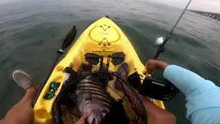 Early Spring Sheepshead