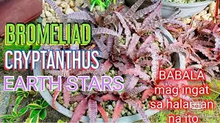 BROMELIAD CRYPTANTHUS | BLACK MYSTIC | EARTH STARS PLANT