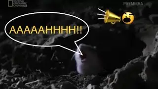 The screaming mice