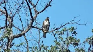 Perpetual Odyssey: CA Adventures-  Santa Ysabel Open Space