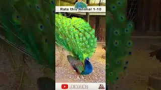 The Cultural Significance of Peacocks | #shorts #peacocks #animalimo