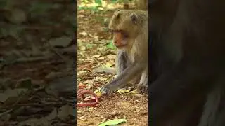 Monkey video Prank monkey #funny #monkey #monkeyvideo #animals #funnyanimal #monkeyshow #animals