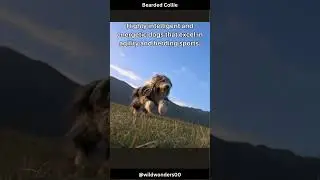 Bearded Collie Facts #shorts #youtubeshorts #subscribe