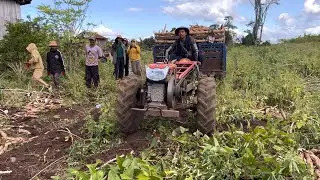 បើកគោយន្ដហូគូតាទៅដឹកដំឡូងមីបងដឹកមួយថ្ងៃបាន៦ជើងម៉ារម្មក១៥០០គីឡូ