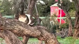 Localvibes. Athens. Cat.
