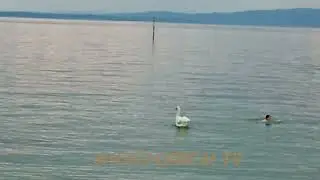 Wildduck wants to fight and swim man #duet #funny #highlights
