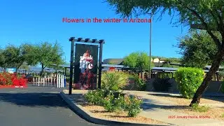 Flowers in the winter in Arizona