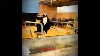 Cow Drinking water Bowl Delaval!! #short #copyright #delaval @88ganesh