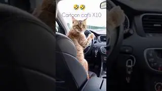 Car driving for cat's 😺#shorts #short #trending #cat #funny✨😺✨