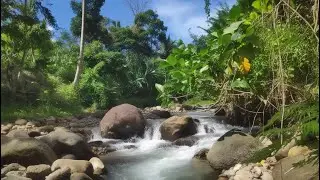 Listen to the Roar of the Jungle Stream: Pure Nature Sounds for Relaxation and Deep Calm