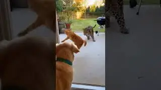 Cat Saves Dog From Jaguar &mdash; Caught on Time Amazing Rescue #pets #wildlife #rescue
