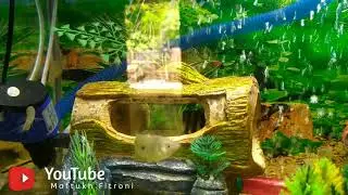 Air Aquarium Jernih Bisa Sampai Satu Bulan Hanya Modal Filter Harga 30.000