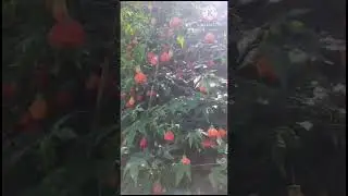 #Lantern hibiscus#beautiful flower plants #shortvideo #youtubeshorts
