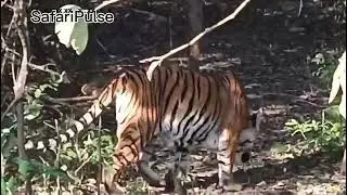 JHIRNA - MARK 4 FEMALE CALLING HER  CUBS&bull; JHIRNA ZONE&bull;BOOK NOW&bull;CORBETT&bull;FRH&bull;SAFARI. #shorts#fyp#fyp